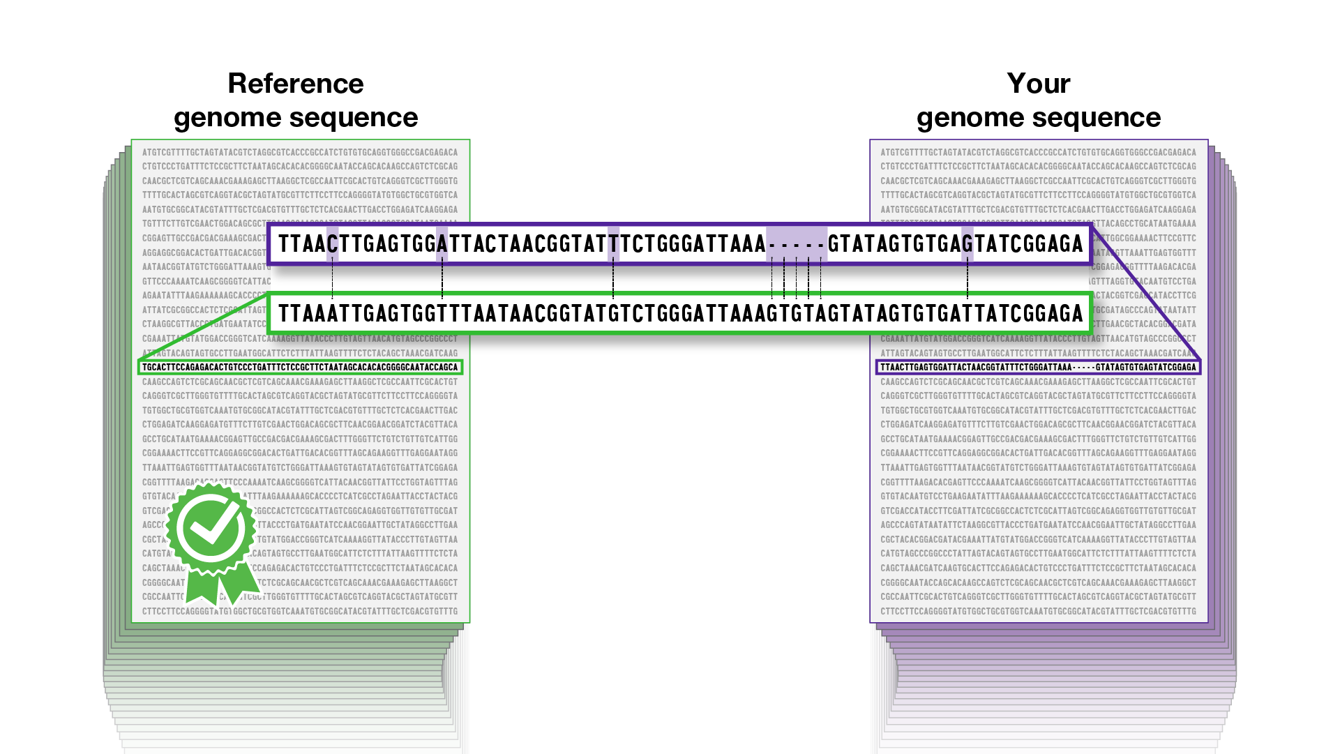 Human Genomic Variation